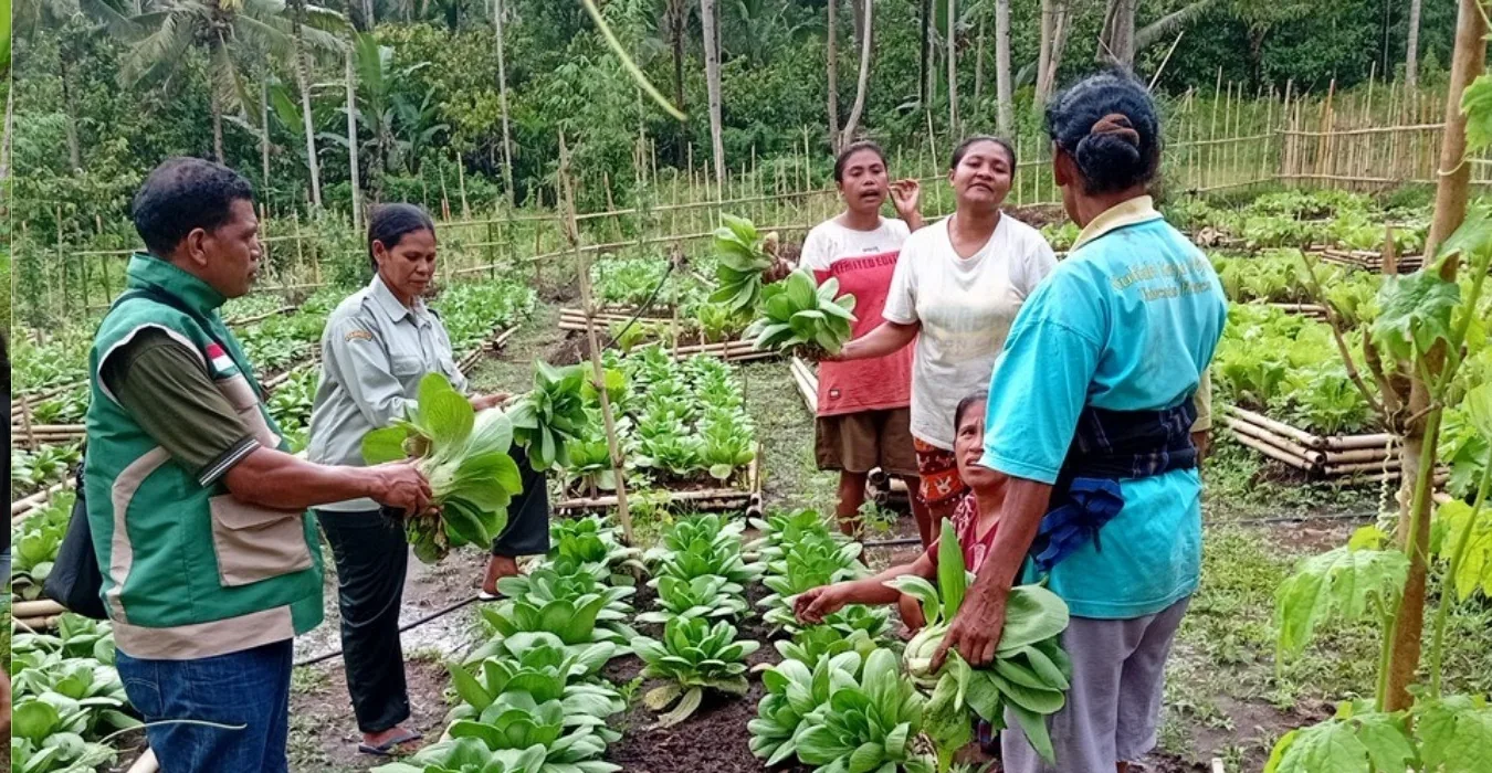 Memanen pakcoy dan sawi.
