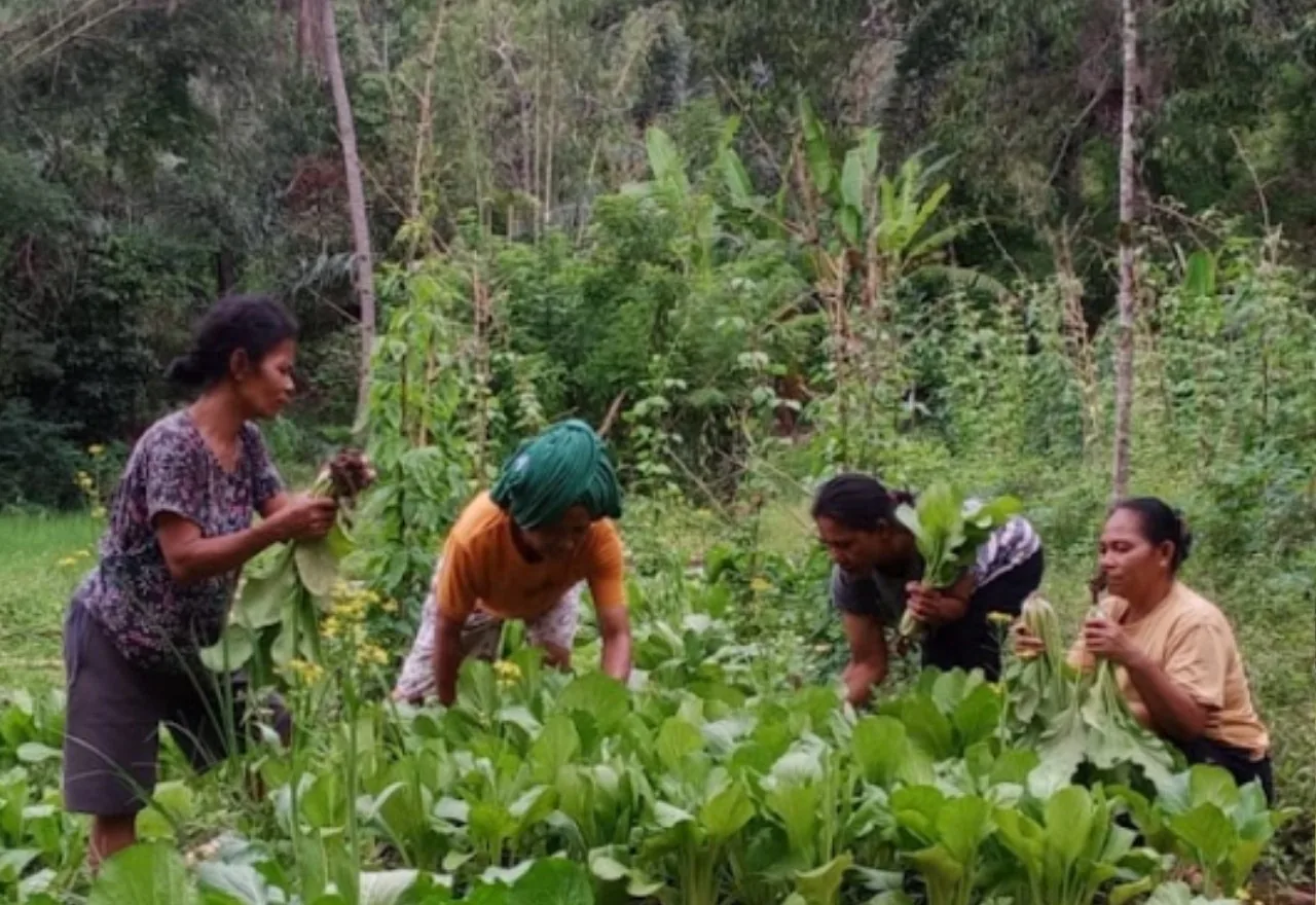 Panen perdana di kebun Watu Galang, Manggarai Barat.