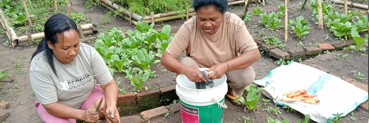 Memanen sayur dari bedengan.