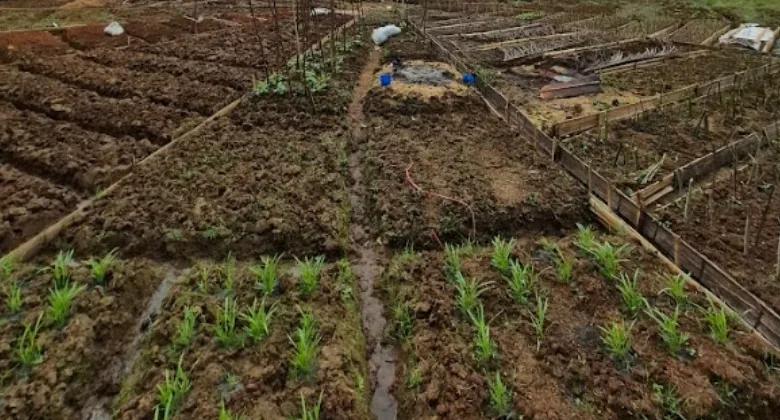 Kebun yang ditata dengan kearifan po'ong: bumbu, sayur, buah, dan kayu dalam satu hamparan.